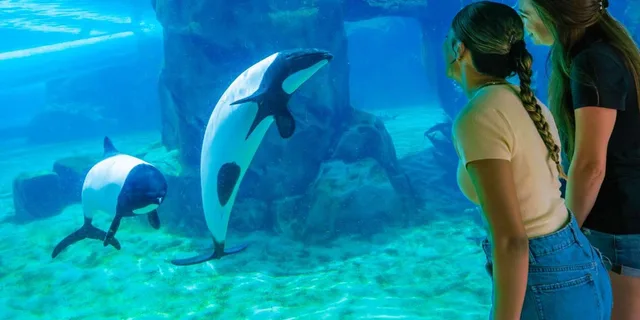 Orlando SeaWorld Park Admission Ticket - Image 4