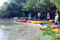 Sarasota Mangrove Tunnel Kayak Tour thumbnail 4