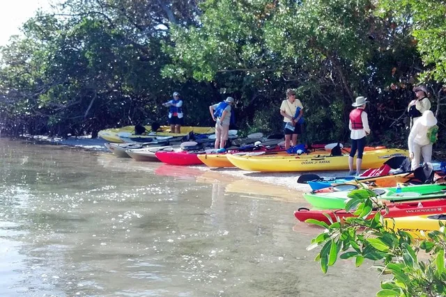 Sarasota Mangrove Tunnel Kayak Tour - Image 4