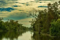 New Orleans Bayou and Swamp Tour thumbnail 4