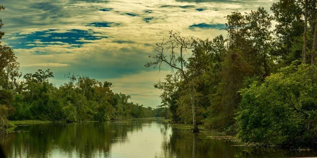 New Orleans Bayou and Swamp Tour - Image 4
