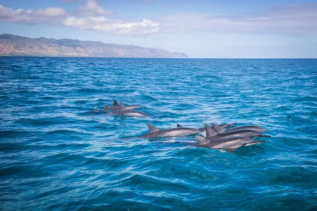 Oahu Snorkeling Tour in North Shore - Image 3