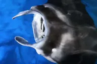 Kona Manta Ray Snorkel Tour thumbnail 5
