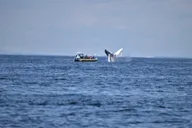 Portland Whale Watching Tour thumbnail 2