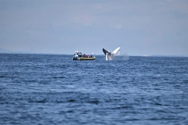 Portland Whale Watching Tour - Image 2