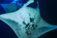 Kailua-Kona Manta Ray Snorkel Tour thumbnail 3