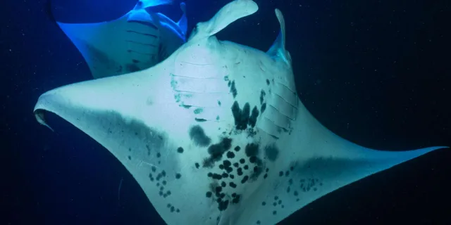 Kailua-Kona Manta Ray Snorkel Tour - Image 3