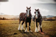 Golden Wagon Ride Tour thumbnail 2
