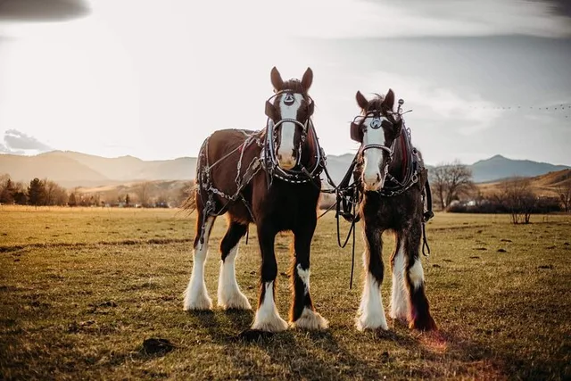 Golden Wagon Ride Tour - Image 2