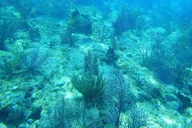 Key West Scuba Diving Course 1 Day thumbnail 5