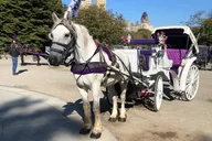 New York Central Park Horse Carriage Ride thumbnail 2