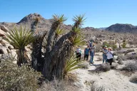 Joshua Tree Natural Wonders Walk thumbnail 4