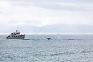 Juneau Whale Watching and Mendenhall Glacier Tour thumbnail 4
