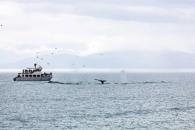 Juneau Whale Watching and Mendenhall Glacier Tour - Image 4
