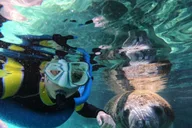 Crystal River Manatee Snorkeling Tour with Guide thumbnail 1