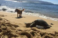 Oahu Surf Lessons on the North Shore thumbnail 2