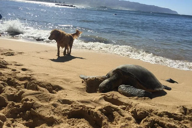 Oahu Surf Lessons on the North Shore - Image 2