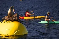 San Diego Tandem Kayak Rentals in Mission Bay thumbnail 3