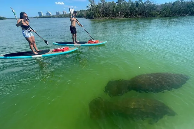 Naples Dolphin and Manatee Adventure Tour - Image 2