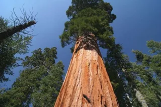 Tulare Sequoia National Park Adventure