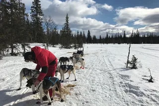 Fairbanks Dogsledding Adventure