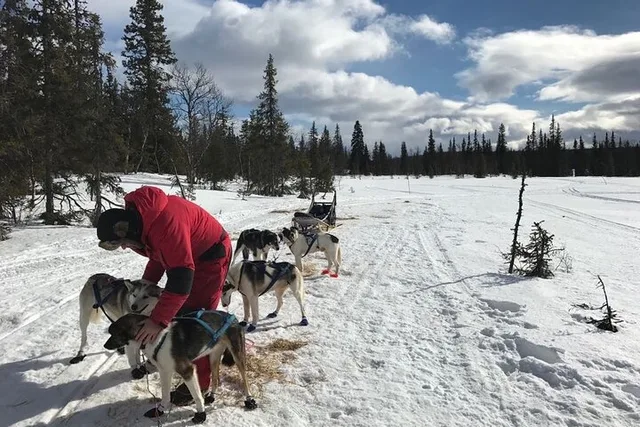 Fairbanks Dogsledding Adventure - Image 1