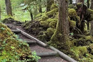 Ketchikan Rainforest Hiking Adventure thumbnail 2