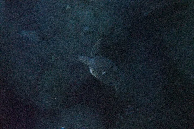 Phil Foster Park Night Snorkel Tour - Image 6