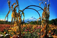 Portland Mt Hood Loop Tour thumbnail 4