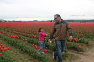 Skagit Valley Tulip Festival Tour thumbnail 5