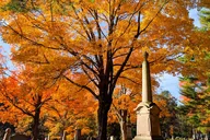 Boston Historical Driving Tour thumbnail 3