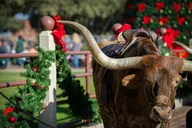 Fort Worth Stockyards Food & Culture Tour thumbnail 1