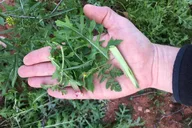 Tucson Sonoran Desert Hike with Wild Foods 2 hr thumbnail 4