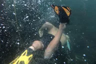 Los Angeles Snorkeling Tour thumbnail 5