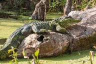 New Orleans Bayou and Swamp Tour thumbnail 5