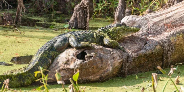 New Orleans Bayou and Swamp Tour - Image 5