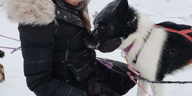 Fairbanks Dog Sledding and Mushing Experience - Image 5