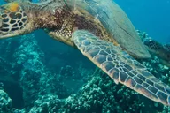 Lahaina Certified Shore Diving thumbnail 2