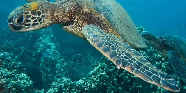 Lahaina Certified Shore Diving - Image 2