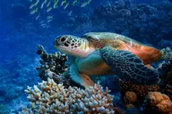 Waikiki Snorkel and Sail Adventure thumbnail 4