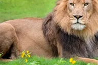 New Orleans Audubon Zoo Ticket thumbnail 1