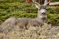 Estes Park Rocky Mountain National Park Tour thumbnail 5