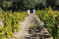 San Francisco Wine Country Tour 5.5 hr thumbnail 2