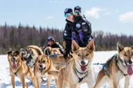 Anchorage Dog Sled Ride in Willow thumbnail 1