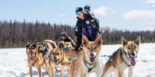 Anchorage Dog Sled Ride in Willow