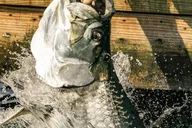 Miami Fish Feeding Experience thumbnail 1