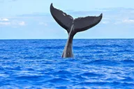 Ma'alaea Whale Watching Tour Aboard Catamaran thumbnail 5