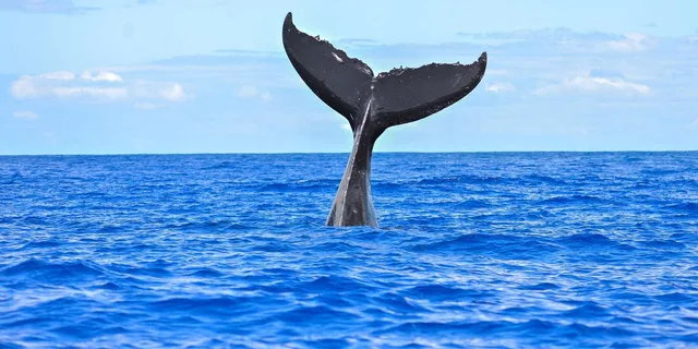 Ma'alaea Whale Watching Tour Aboard Catamaran - Image 5