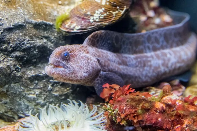 San Francisco Aquarium Tour 90 Min - Image 1