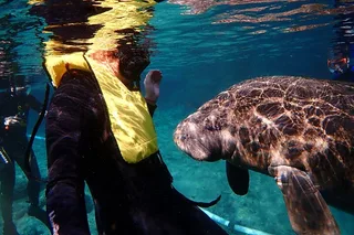 Crystal River Manatee Swim Eco Tour